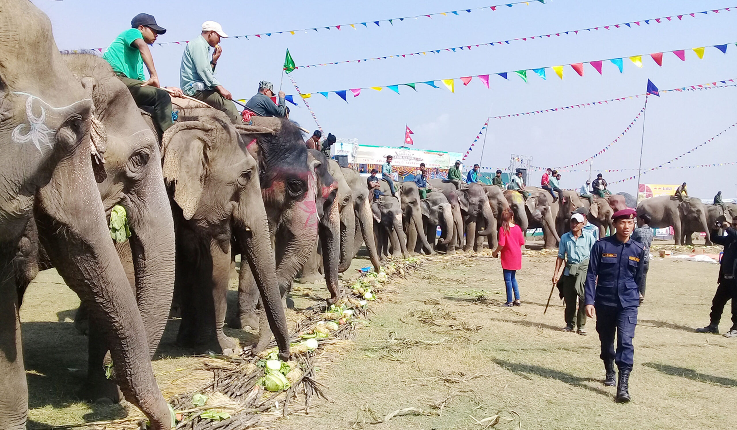 पशु अधिकारकर्मीको विरोधले रोकियो हात्ती पोलो