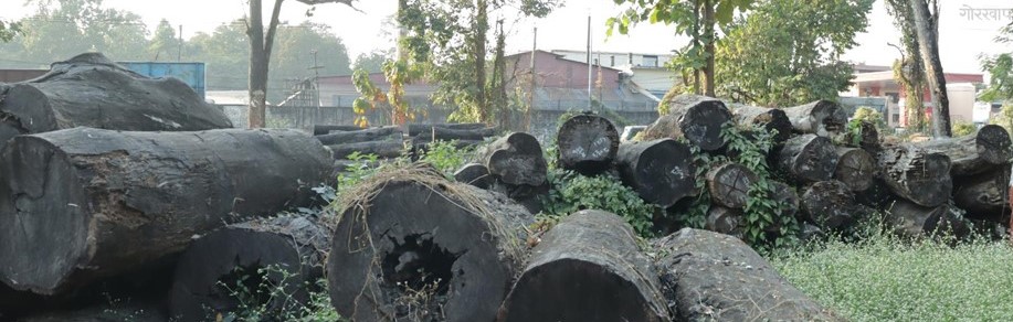 सात करोडको काठ वन कार्यालयमै कुहिँदै
