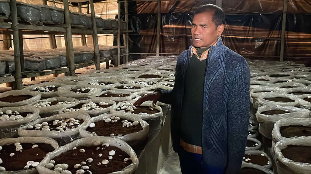 नवलपुर , मध्यविन्दुका वडाध्यक्षले युट्युवबाट सिकेको उद्यम