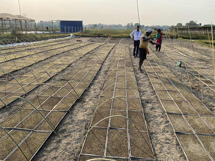 झापाका ८ पालिकामा प्रविधिको प्रयोग गरेर चैते धान रोपिँदै