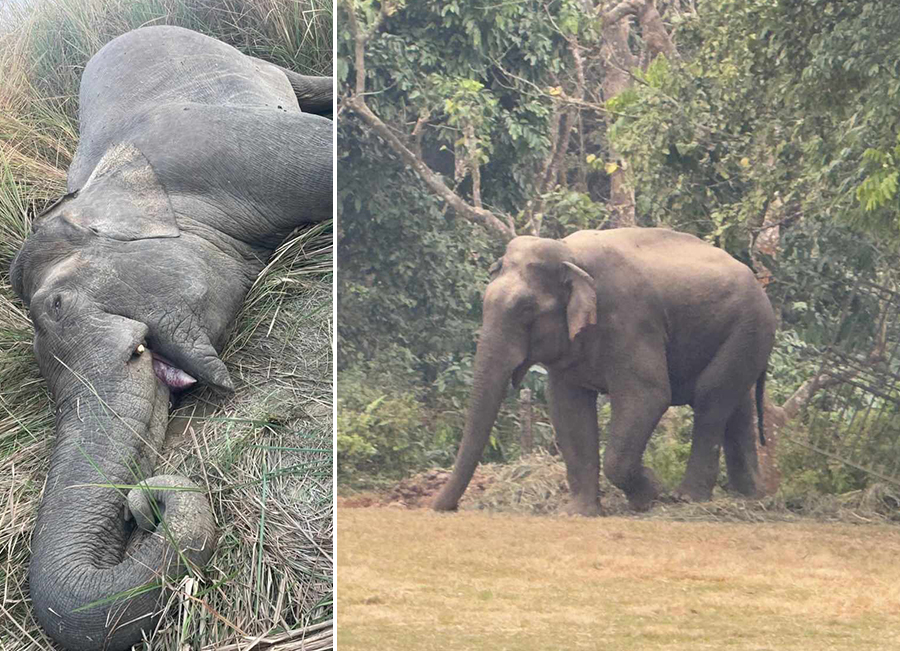 कर्मचारीले आत्मरक्षाका लागि चलाएको गोलीले मर्‍यो मकुना