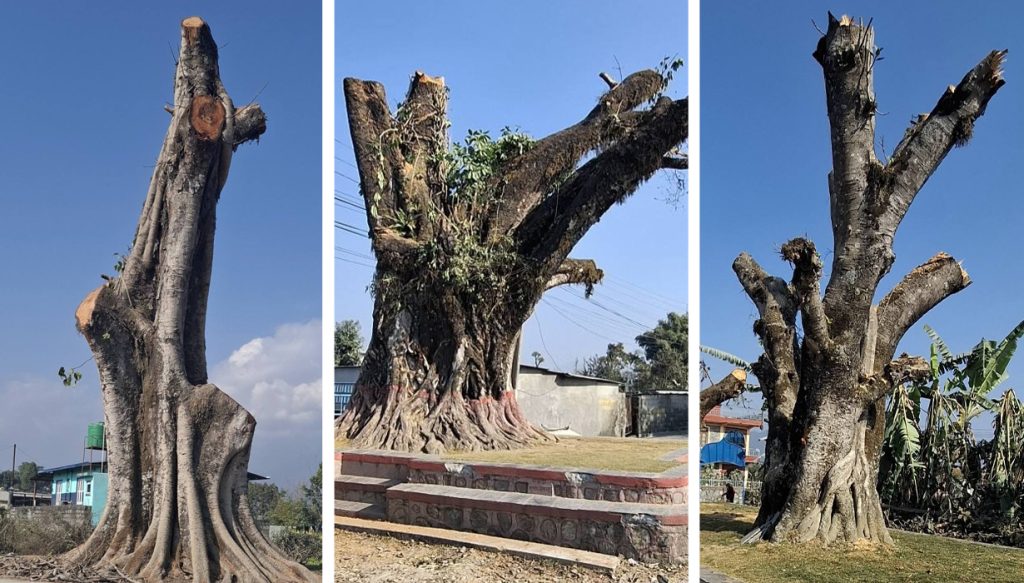 कोटीहोमका नाममा पोखराका चौतारा ठुटो, काठदाउरा जफत गर्दै महानगर