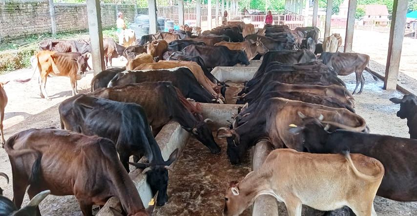 छाडा गाई हेरचाह गर्न संरक्षण केन्द्र