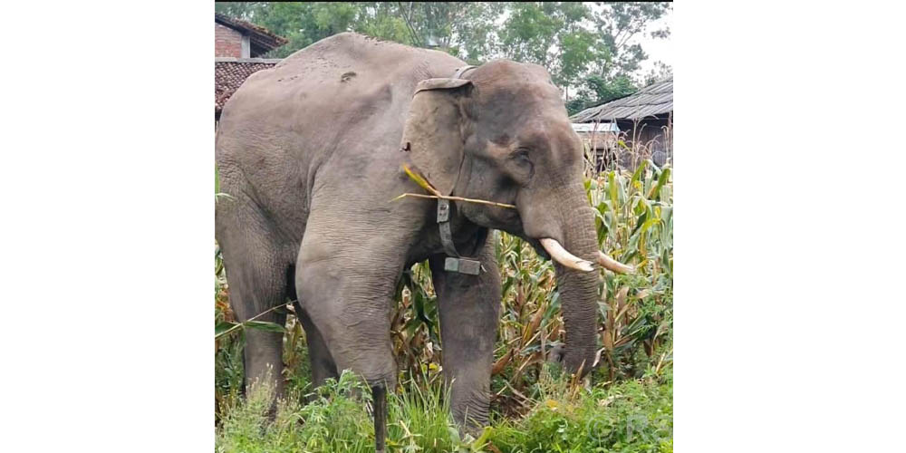 ‘मर्निङ वाक’मा हात्तीसंग जम्काभेट भएपछि…