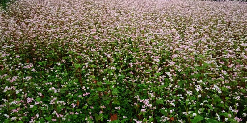 किसानले उत्पादन गरेका फापर गाउँपालिकाद्वारा खरिद