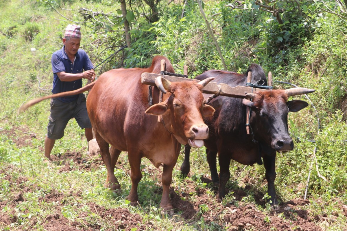 हलगोरु पाल्ने एक सय अठहत्तर किसानले पाए पोषणभत्ता