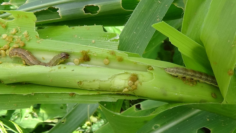 चितवनको मकैमा अमेरिकन फौजी कीराको सङ्क्रमण