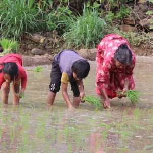 साउन सकिन लाग्यो, रोपाइँ ९१ प्रतिशतमात्रै