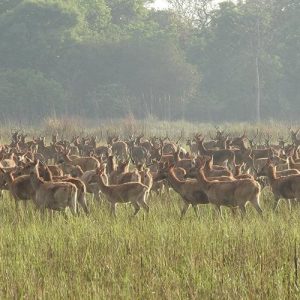शुक्लाफाँटामा विश्वकै दुर्लभ १९ प्रजातिका चरा