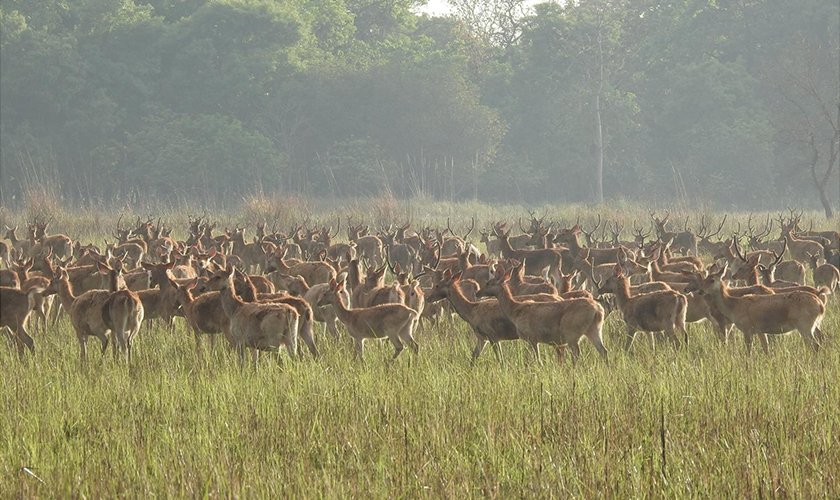 शुक्लाफाँटामा विश्वकै दुर्लभ १९ प्रजातिका चरा