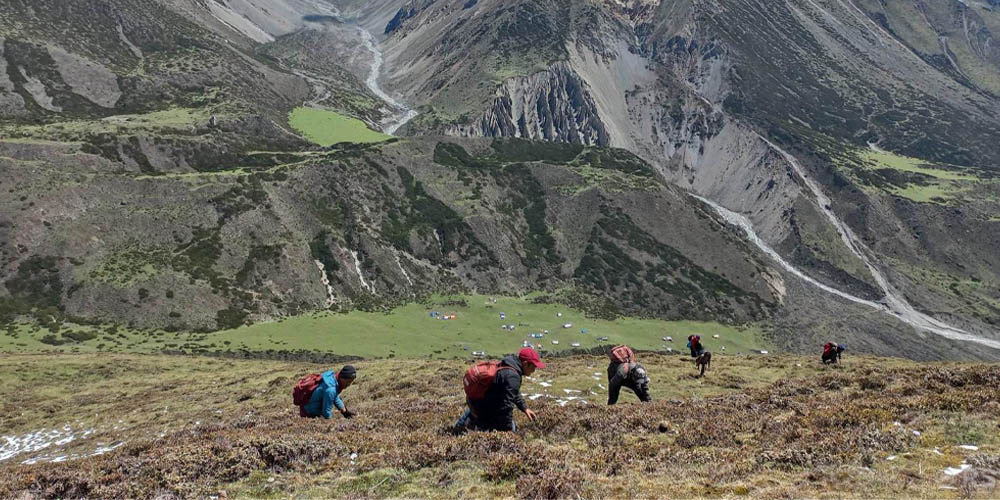 छेकम्पारका बासिन्दा यार्सागुम्बा सङ्कलन गर्न छेके र बाजु लेकतिर