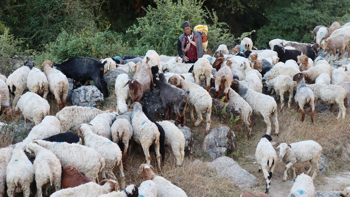 नयाँ पुस्ताले चासो नदिँदा भेडापालन सङ्कटमा