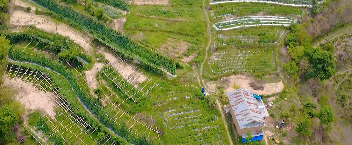 काँक्रा बिक्री गरेर ३० लाख आम्दानी !