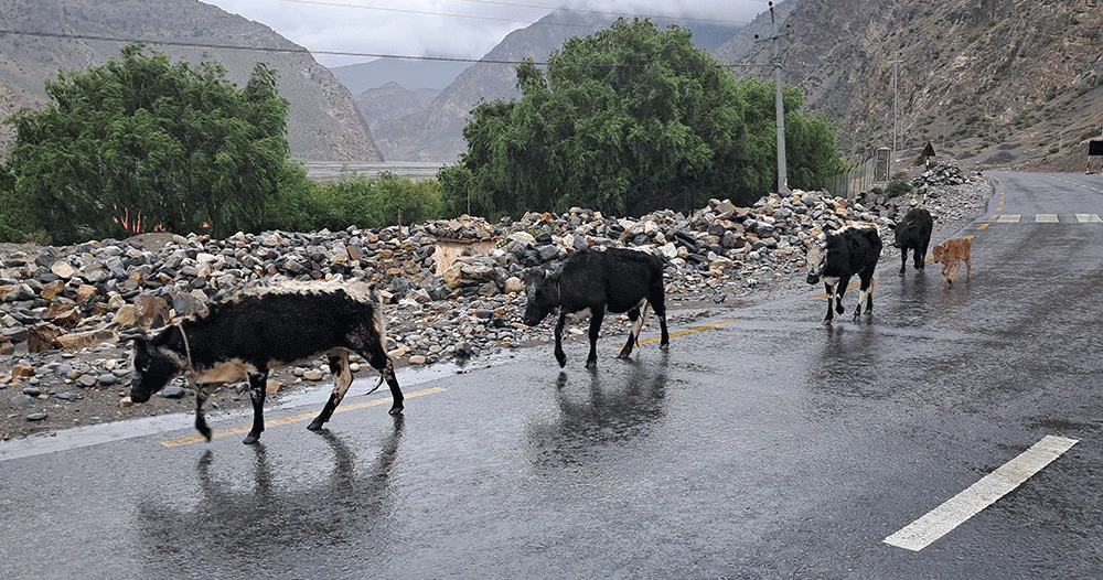 ‘हिमाली जिल्लाका लुलु गार्ई संरक्षणतर्फ ध्यान पुगेको छैन’