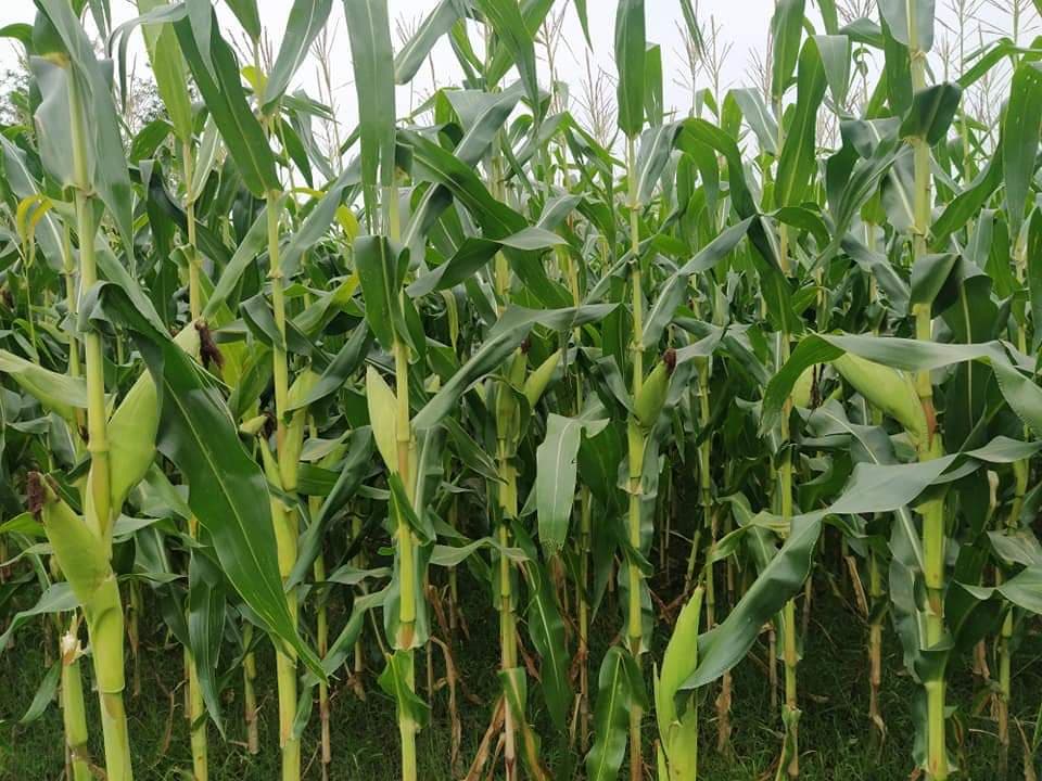 वसन्ते मकैखेतीः एउटै बोटमा तीनदेखि चारवटासम्म घोगालागेपछि किसान उत्साहित