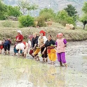 देशभर ७८.८४ प्रतिशत भूभागमा धान रोपाइँ