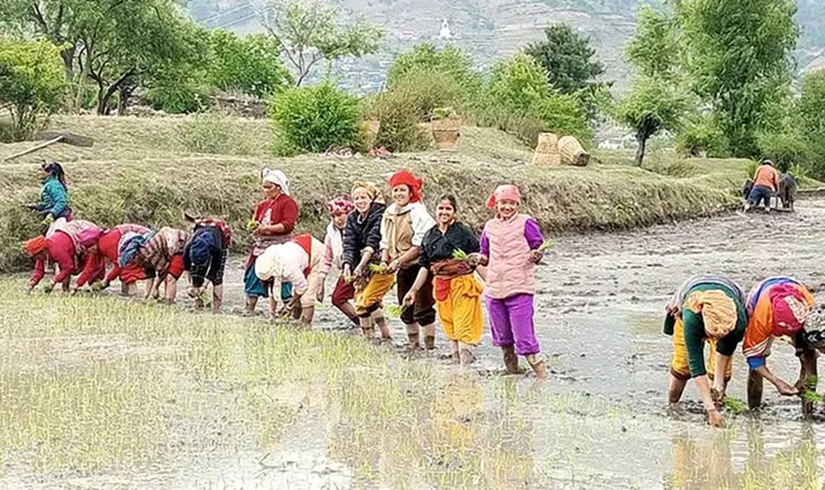 देशभर ७८.८४ प्रतिशत भूभागमा धान रोपाइँ