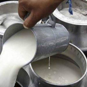 ‘डिडिसीले गत मङ्सिरदेखि सङ्कलन गरेको दूधको भुक्तानी किसानलाई गर्न सकेन’