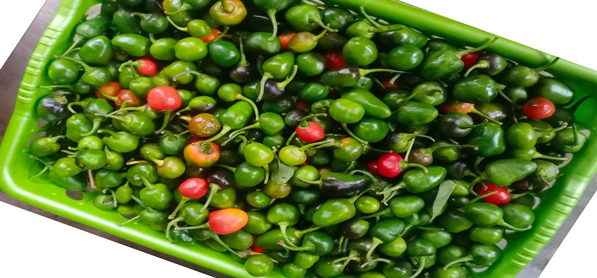 अकबरे खुर्सानीको मूल्य प्रतिकिलो एक हजार !