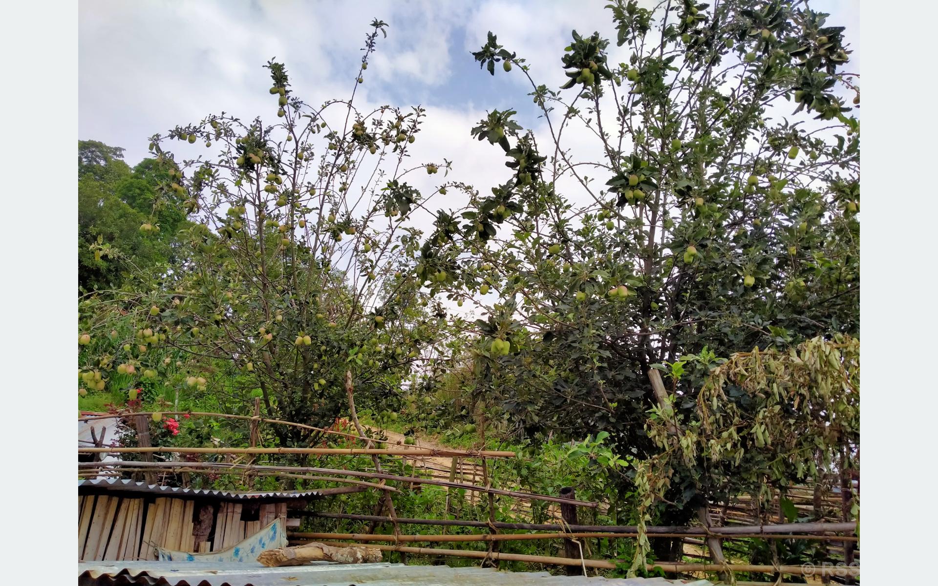 स्याङ्जाको चराङमा फल्यो स्याउ