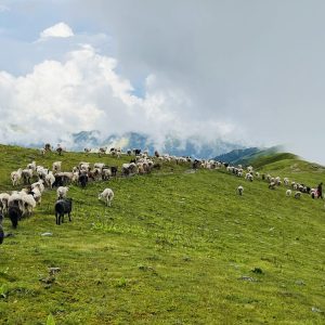 लेक उक्लिए गोठाला