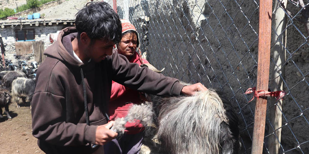 च्याङग्राका भुुवाको बजार सुुनिश्चित