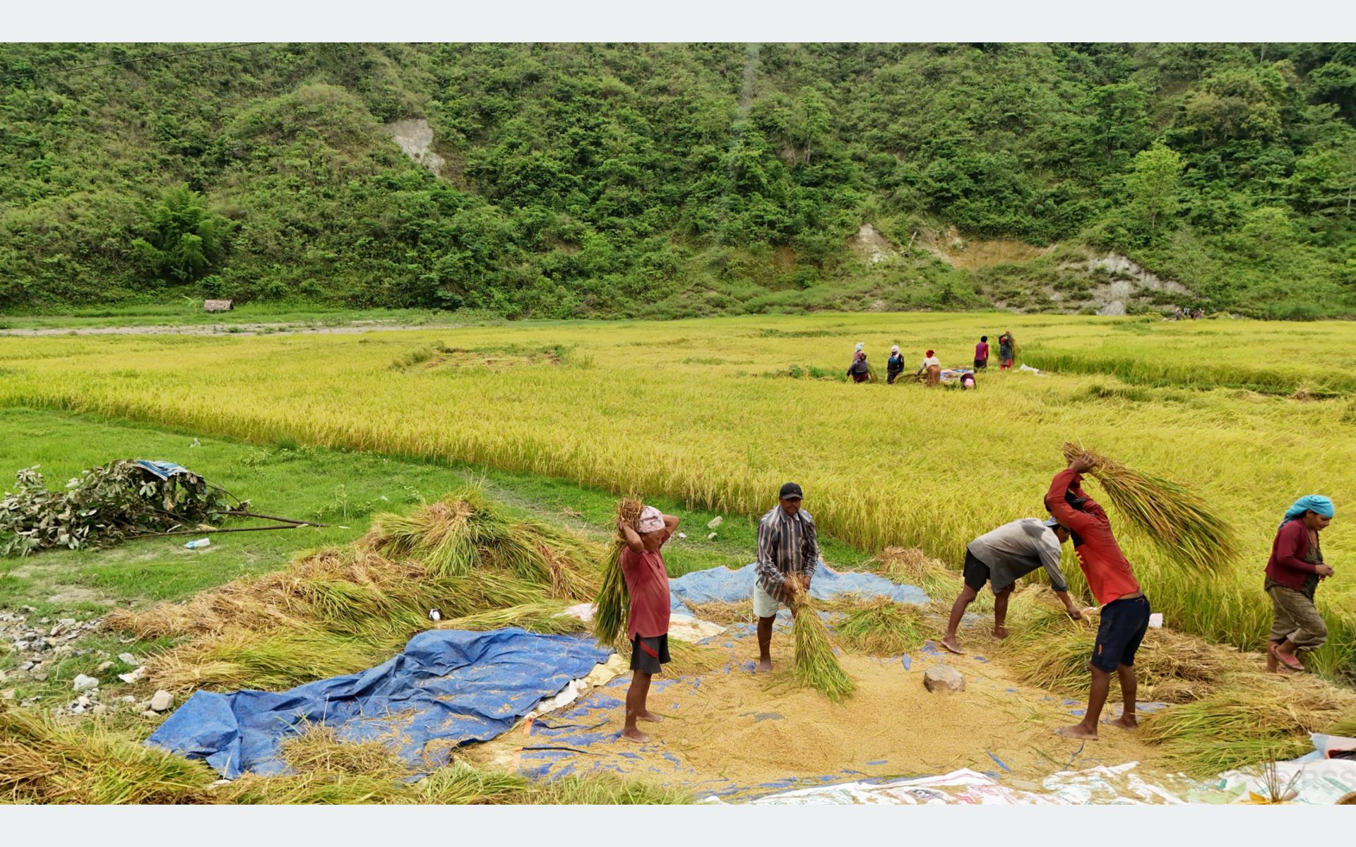 चैते धान थन्क्याउने चटारोमा किसान