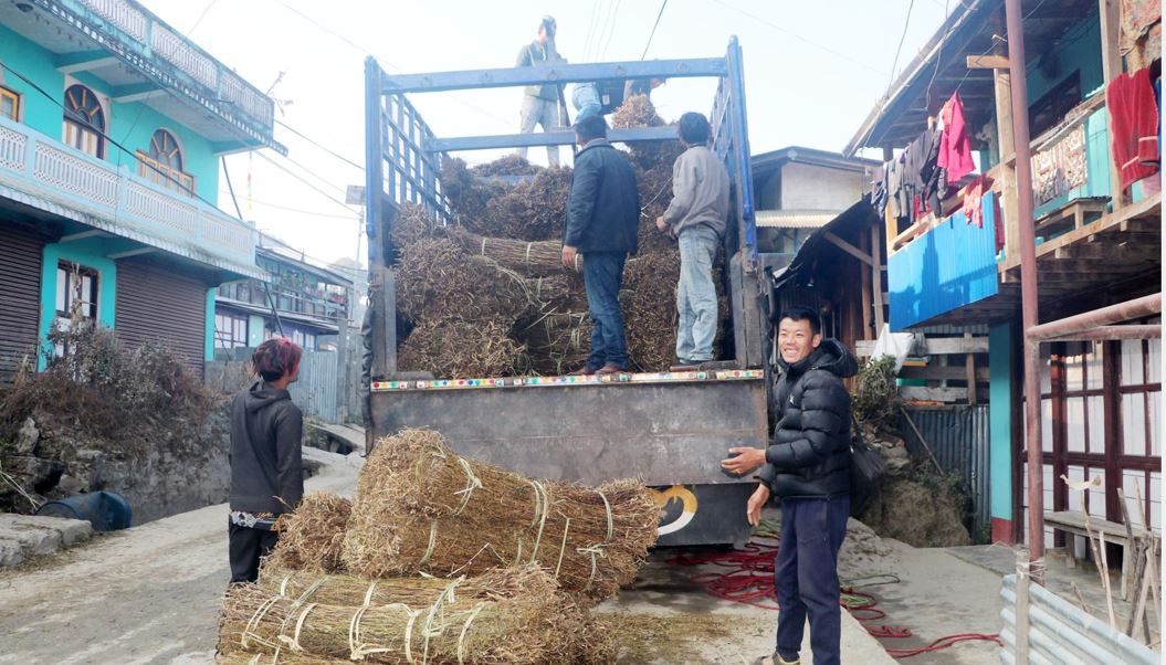 ताप्लेजुङमा चिराइतो उत्पादनमा वृद्धि