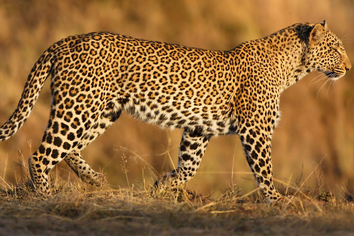 चितुवा आतङ्कबाट मेचीनगरवासी त्रसित