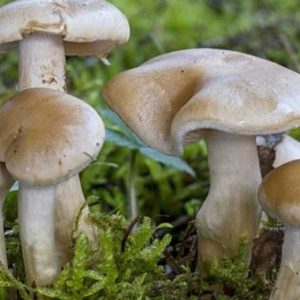 च्याउ खाँदा एउटै गाउँका १६ जना बिरामी