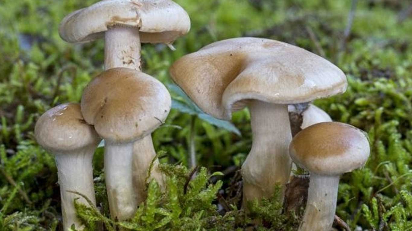 च्याउ खाँदा एउटै गाउँका १६ जना बिरामी