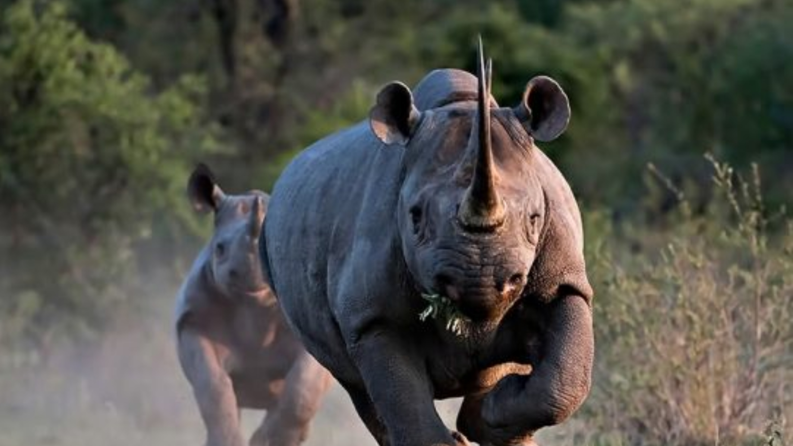 भाले गैंडा सदर चिडीयाखाना पठाइयो