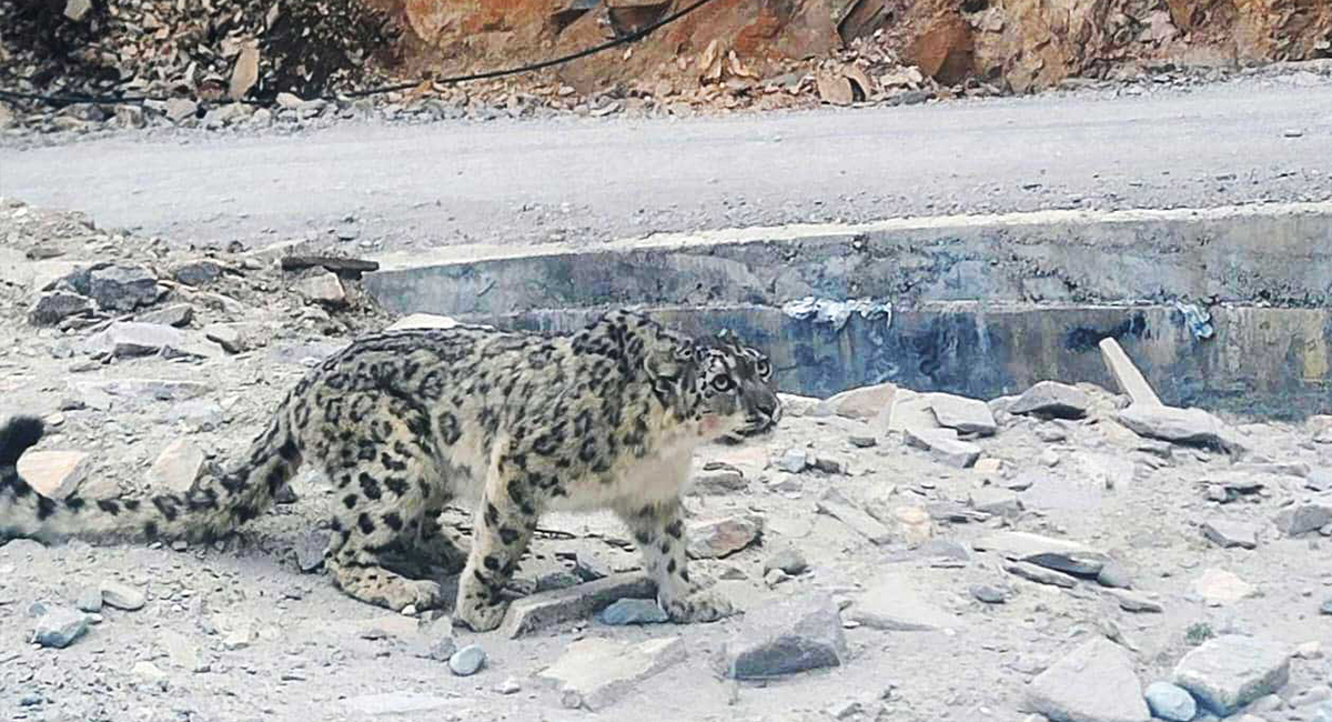 मुस्ताङको तीन पालिकामा हिउँ चितुवा सर्वेक्षण