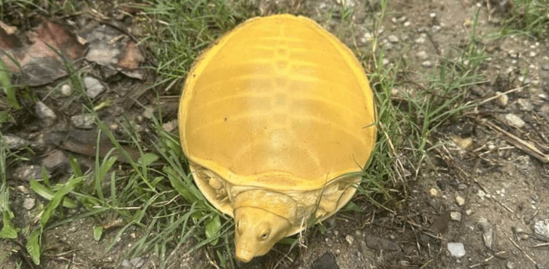 जलथल जङ्गलमा भेटियो दुर्लभ कछुवा