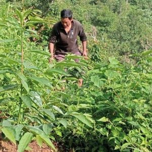 क्षेत्रगत कृषि कर्जा ३.३४ प्रतिशतले वृद्धि