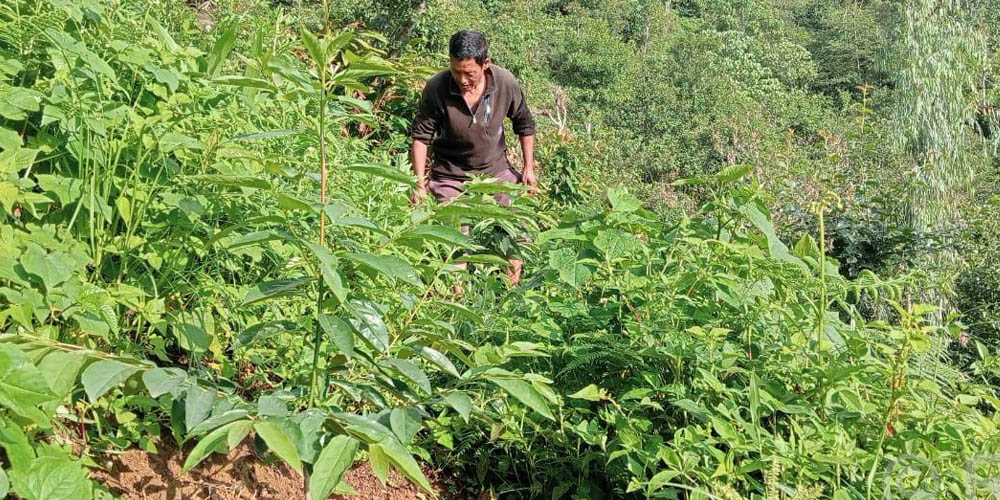 क्षेत्रगत कृषि कर्जा ३.३४ प्रतिशतले वृद्धि