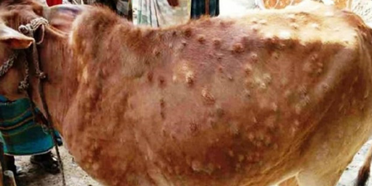 लम्पी स्किन र अफ्रिकन स्वाइन फिभरको अवस्था पत्ता लगाउन टोली परिचालन