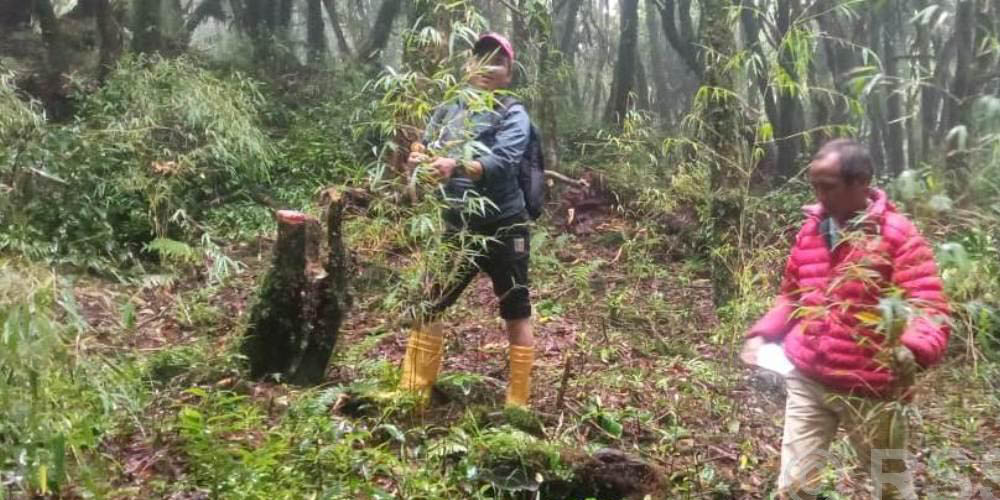 भोजपुरमा लोपोन्मुख ‘रेड पान्डा’को संरक्षण गर्न ४८ स्थानमा क्यामेरा जडान