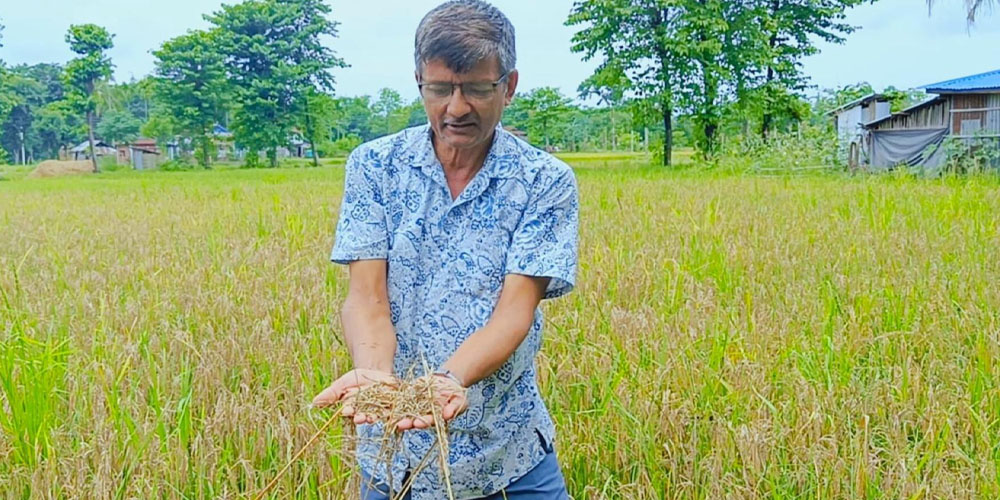 ‘नेक ब्लास्ट’ रोगले बोटमै सुक्यो धान