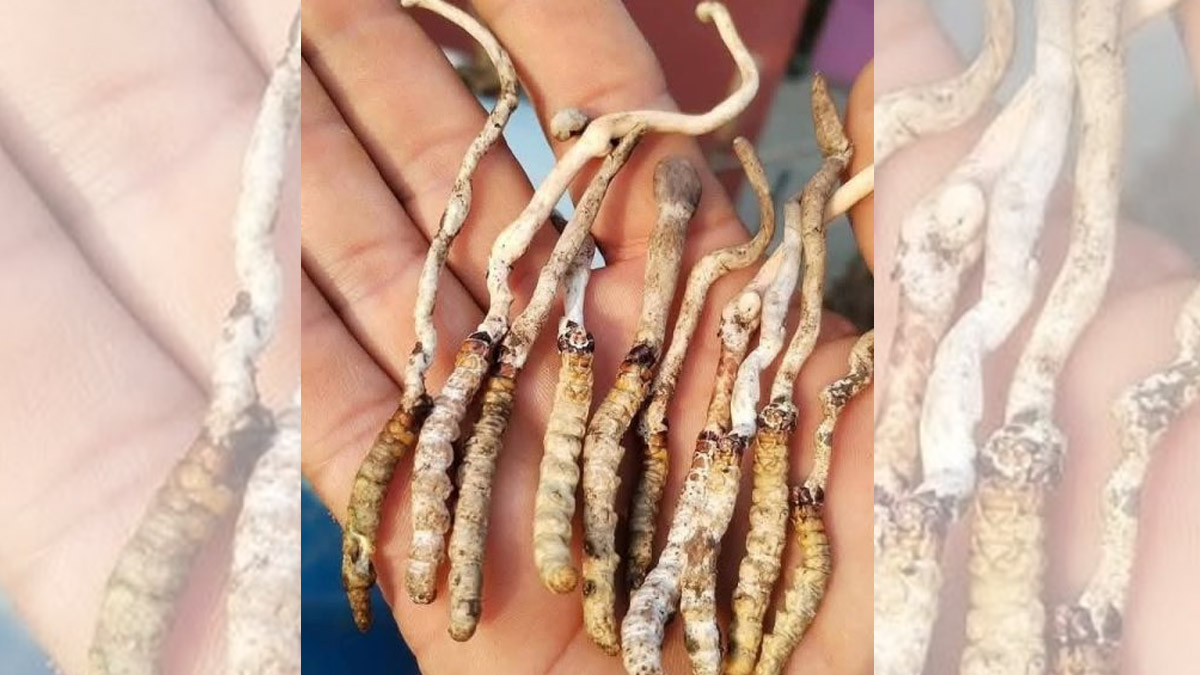 पाल्पाको रिमिघा लेकमा यार्सागुम्बा फेला