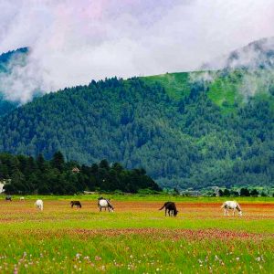 वनफूलले ढाकिएका पाटन हेर्ने केरी र बुकीमा पर्यटक
