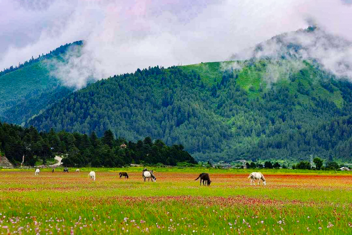 वनफूलले ढाकिएका पाटन हेर्ने केरी र बुकीमा पर्यटक