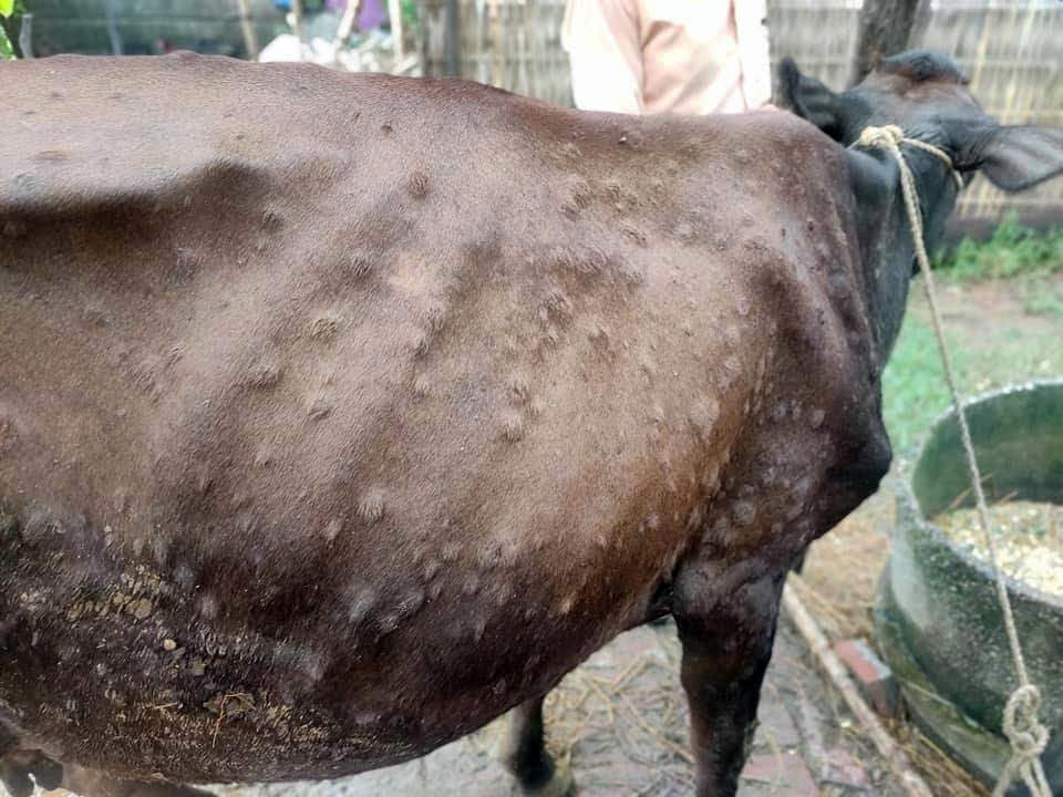 यस वर्ष पनि कोशीमा घटेन ‘लम्पी स्किन’ सङ्क्रमणः ४२० पशु मेरे