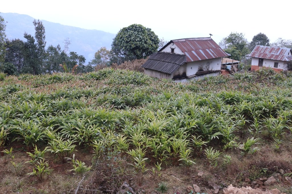 मूल्य बढेपछि अलैँची खेती विस्तारमा जुट्दै किसान