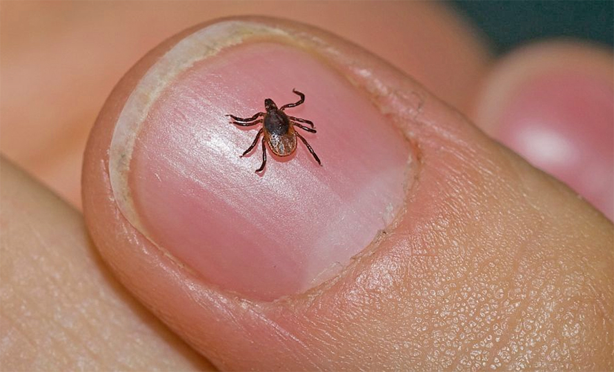 चितवनमा स्क्रब टाइफसबाट एक महिलाको मृत्यु, ७३ जना सङ्क्रमित