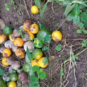 भोजपुरमा सुन्तलामा ‘फल खस्ने रोग’, किसानको लाखौंको लगानी संकटमा
