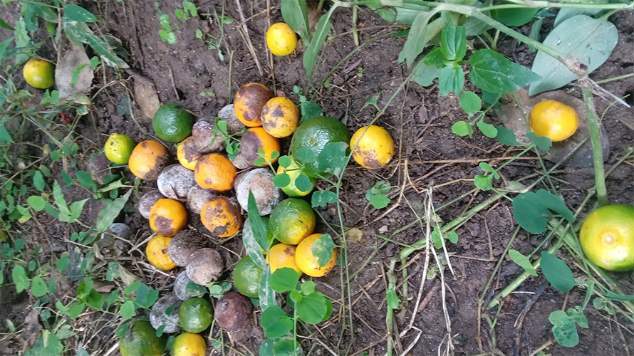 भोजपुरमा सुन्तलामा ‘फल खस्ने रोग’, किसानको लाखौंको लगानी संकटमा