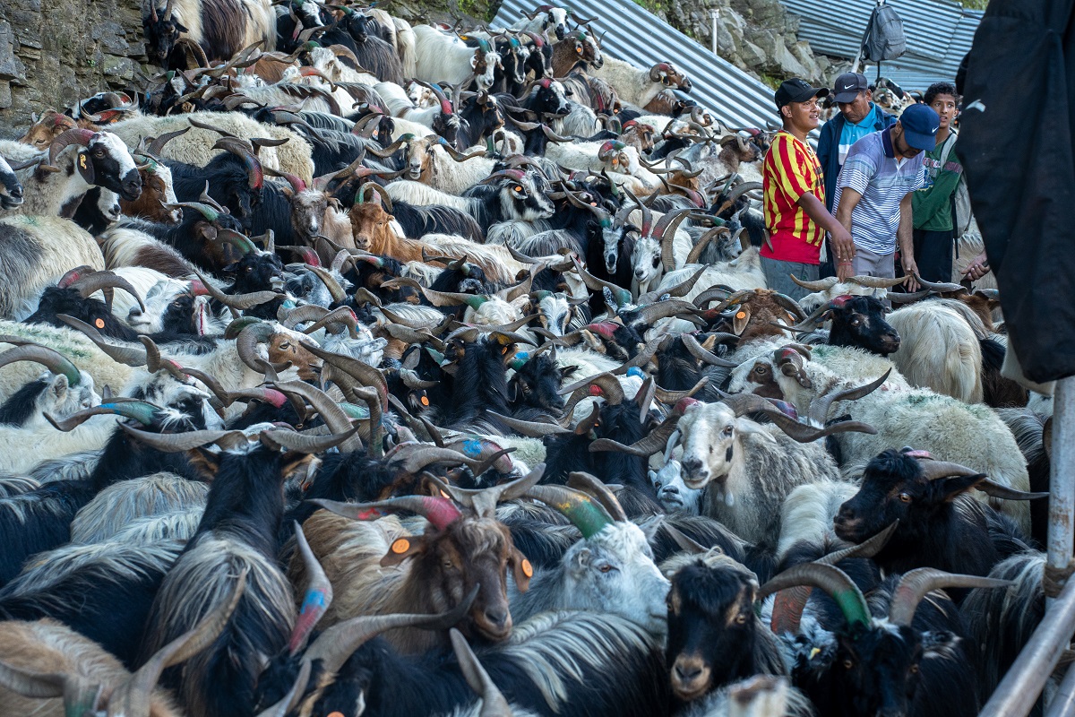 पोखरामा दशैंको रौनक : मुस्ताङको च्याङ्ग्राले बजारमा रंगत