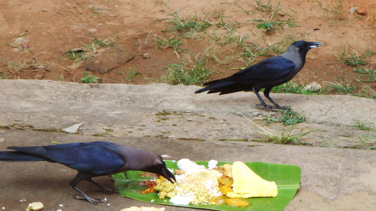 तिहार सुरु, आज काग तिहार मनाइँदै