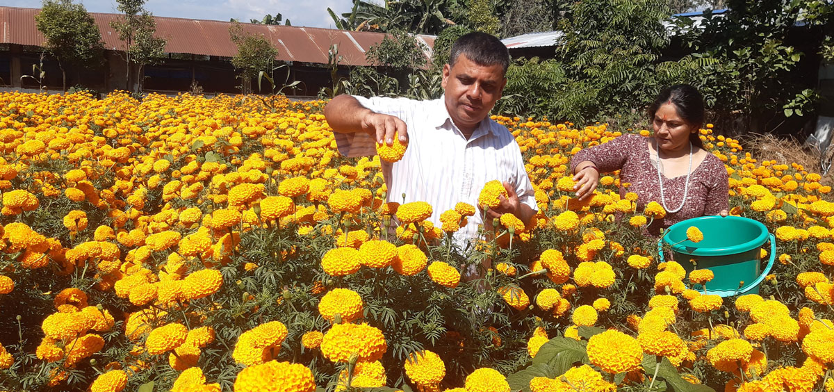 फूलखेतीमा रमाइरहेका पोखरेली युवा